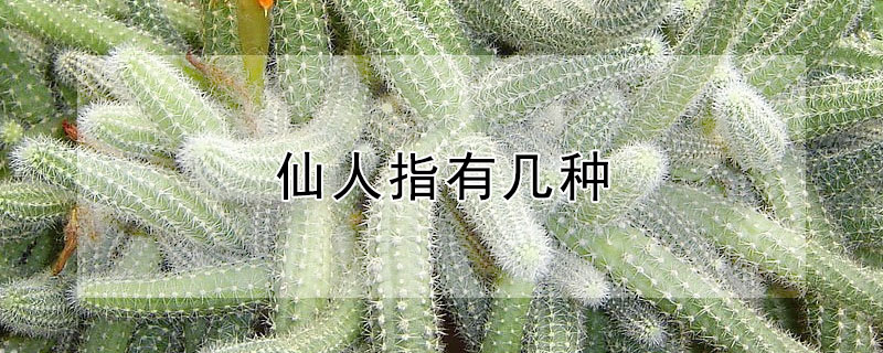 仙人指有几种