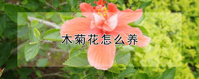 木菊花怎么养