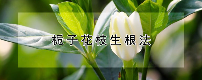 栀子花枝生根法