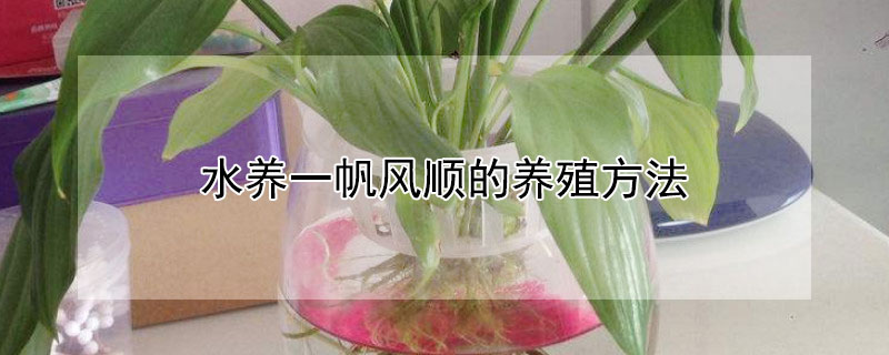 水养一帆风顺的养殖方法