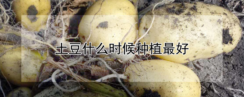 土豆什么时候种植最好 —【发财农业网】