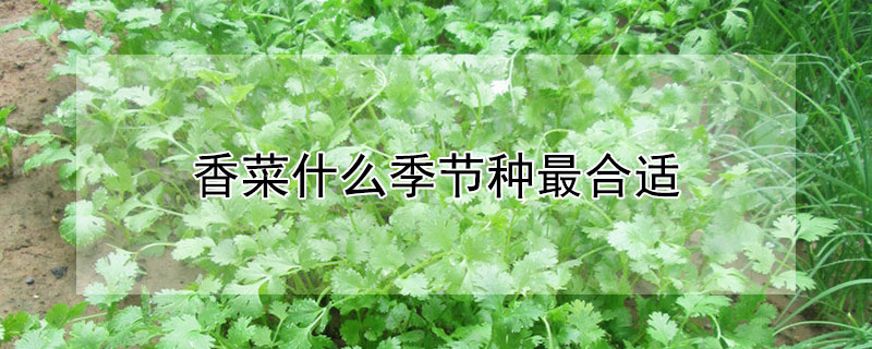 香菜什么季节种最合适