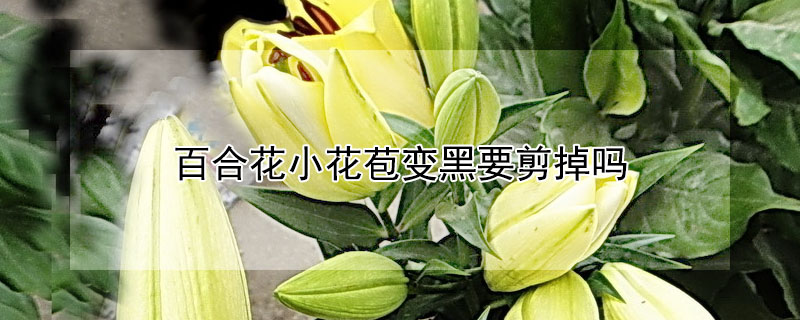 百合花小花苞变黑要剪掉吗