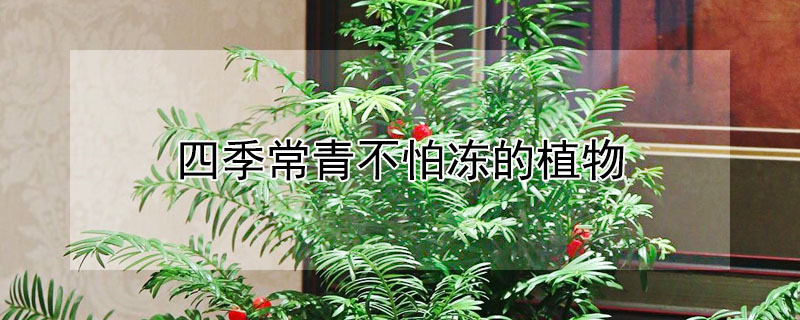 四季常青不怕冻的植物