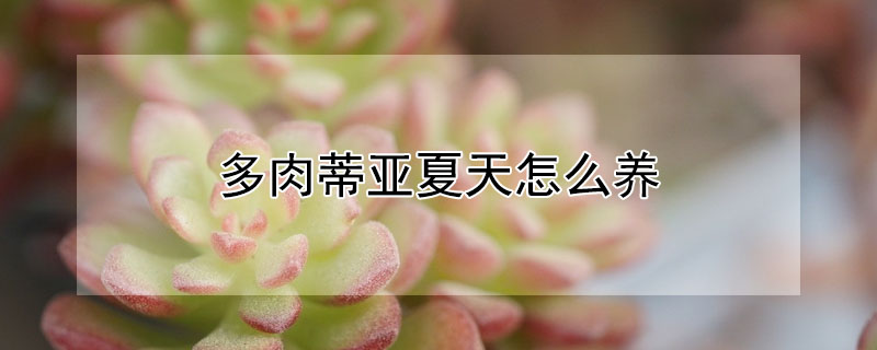 多肉蒂亚夏天怎么养