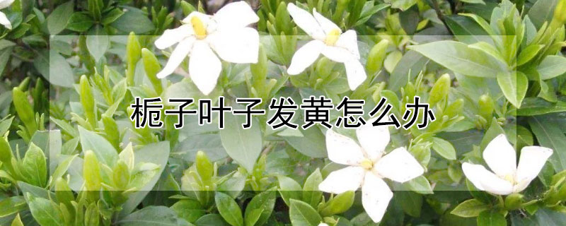 栀子叶子发黄怎么办