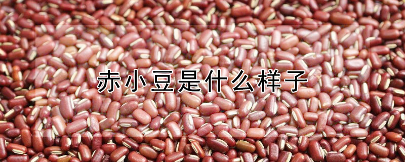 赤小豆是什么样子 —【发财农业网】