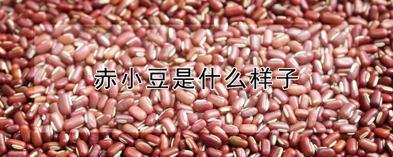 赤小豆是什么样子