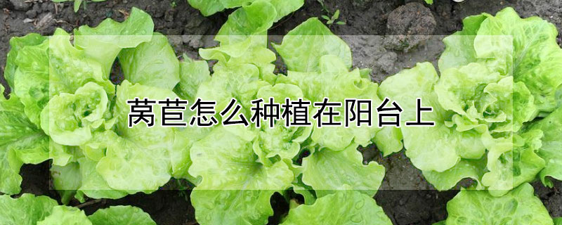 莴苣怎么种植在阳台上 —【发财农业网】