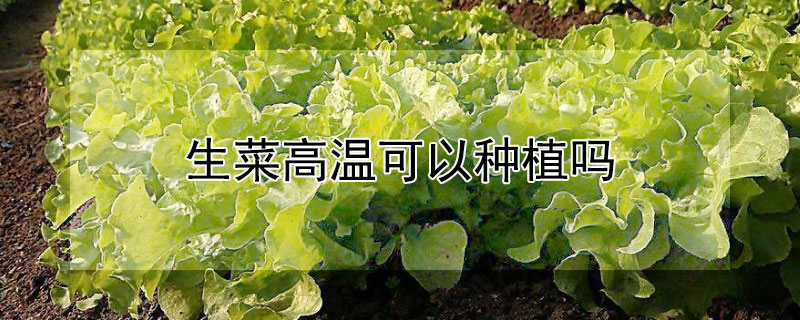 生菜高温可以种植吗