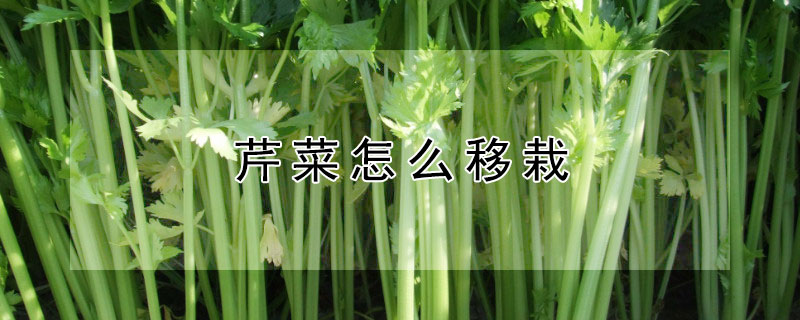 芹菜怎么移栽