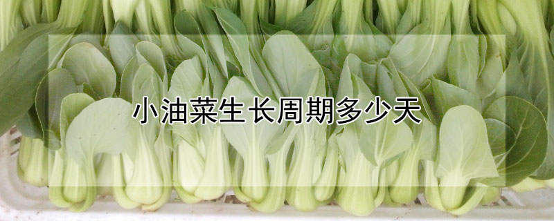 小油菜生长周期多少天 —【发财农业网】