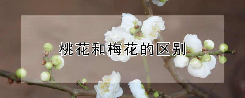 桃花和梅花的区别