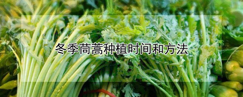 冬季茼蒿种植时间和方法