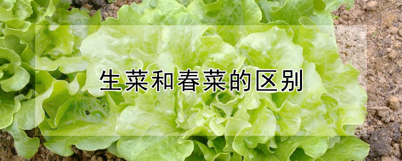 生菜和春菜的区别