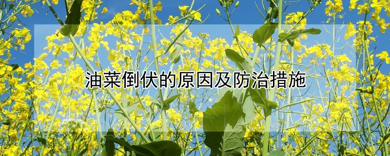 油菜倒伏的原因及防治措施