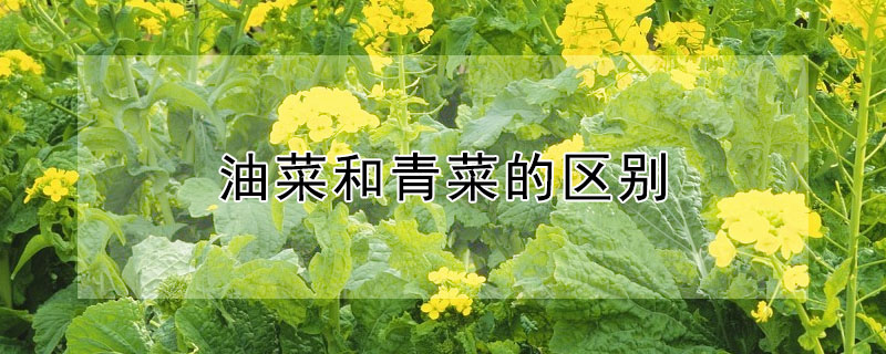 油菜和青菜的区别