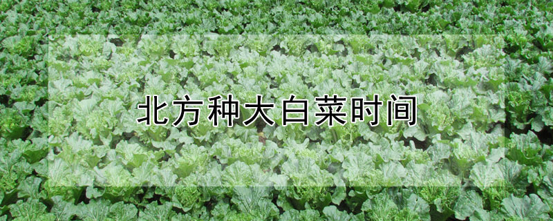 北方种大白菜时间