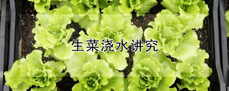 生菜浇水讲究