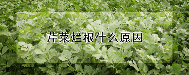 芹菜烂根什么原因