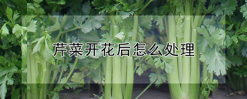 芹菜开花后怎么处理