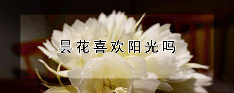 昙花喜欢阳光吗