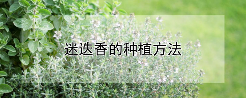 迷迭香的种植方法