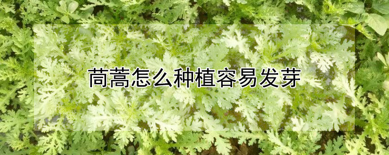 茼蒿怎么种植容易发芽