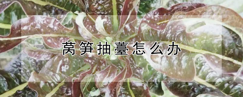 莴笋抽薹怎么办