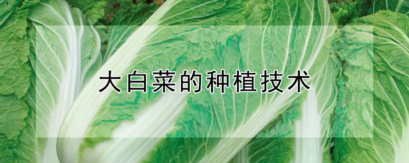 大白菜的种植技术