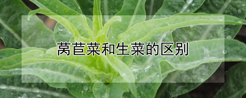 莴苣菜和生菜的区别