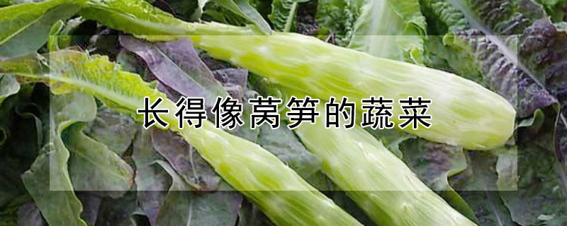 长得像莴笋的蔬菜