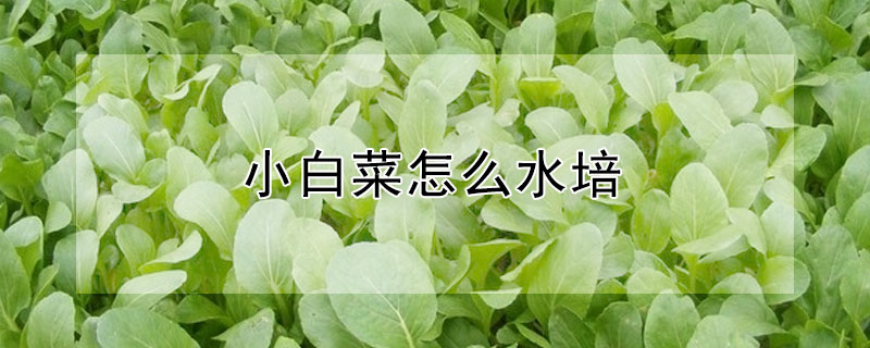 小白菜怎么水培