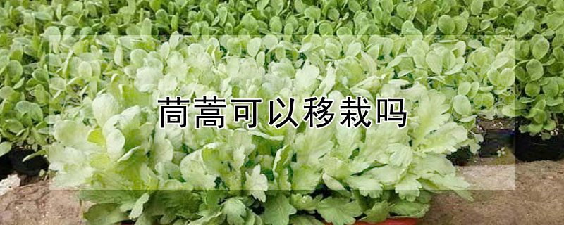 茼蒿可以移栽吗