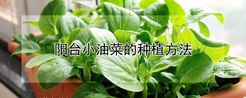 阳台小油菜的种植方法