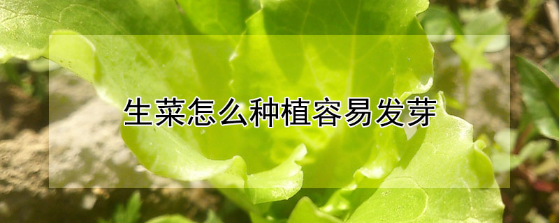 生菜怎么种植容易发芽