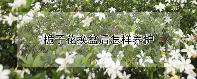 桅子花换盆后怎样养护