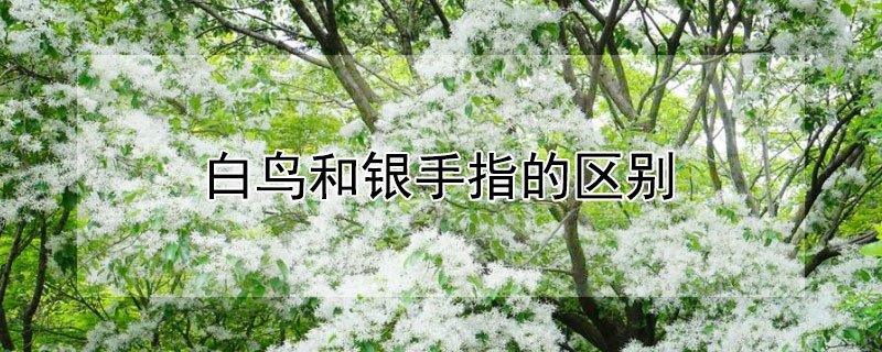 白鸟和银手指的区别