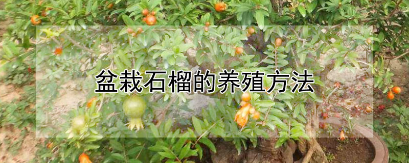 盆栽石榴的养殖方法