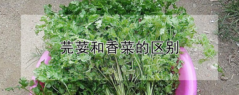 芫荽和香菜的区别