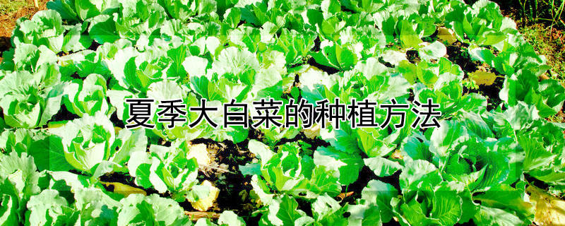 夏季大白菜的种植方法