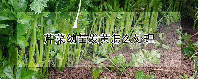 芹菜幼苗发黄怎么处理