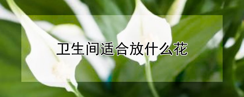 卫生间适合放什么花