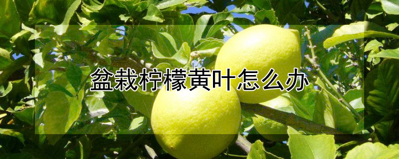 盆栽柠檬黄叶怎么办