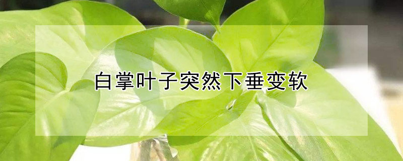 白掌叶子突然下垂变软