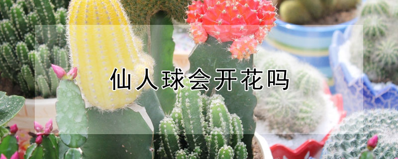 仙人球会开花吗