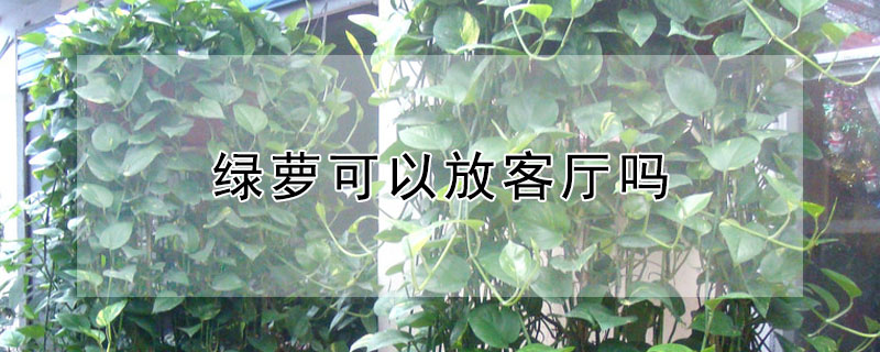绿萝可以放客厅吗