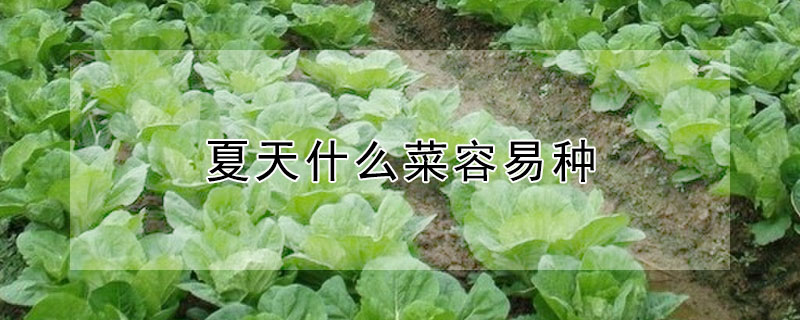 夏天什么菜容易种