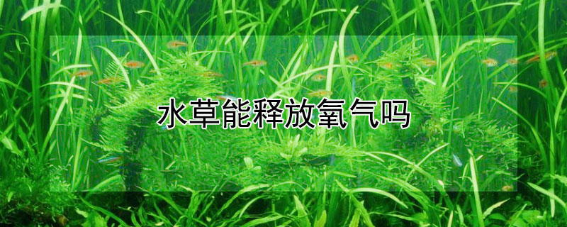 水草能释放氧气吗