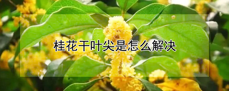 桂花干叶尖是怎么解决